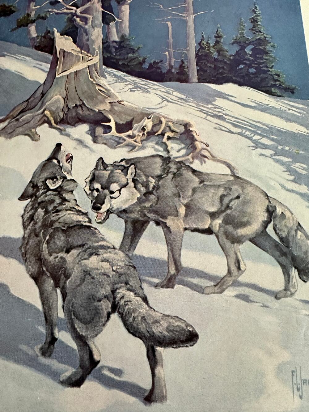 The Timber Wolf by Francis Lee Jaques Winter Wildlife Art Print ~ 260509-WH 173